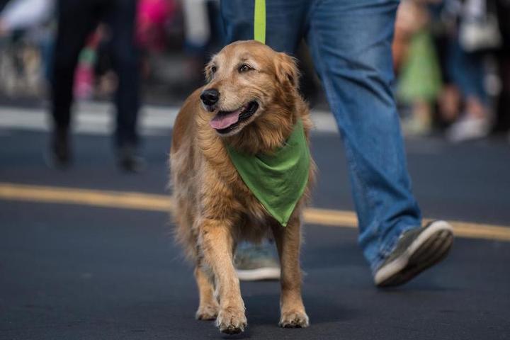 St. Patrick’s Day Parades and Other Upcoming March Events St. Patrick’s Day Parades and Other Upcoming March Events