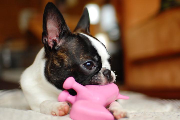 Boston Terrier puppy with toy