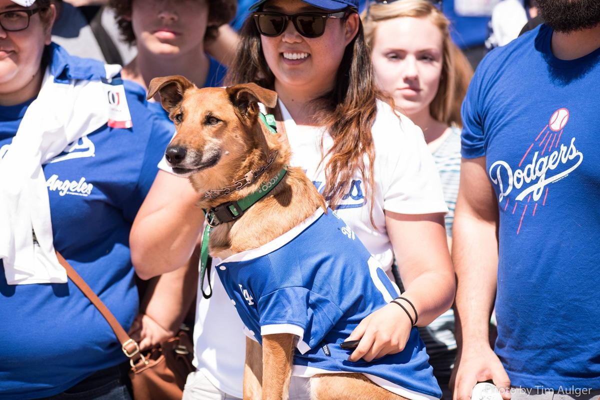 BringFido to Dog Day at Texas Rangers Ballpark