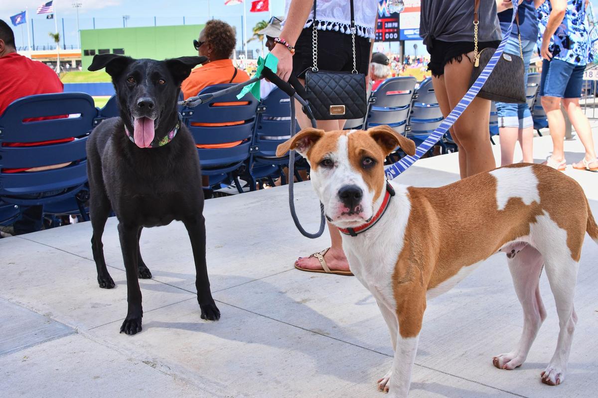 BringFido to Dog Day at Texas Rangers Ballpark