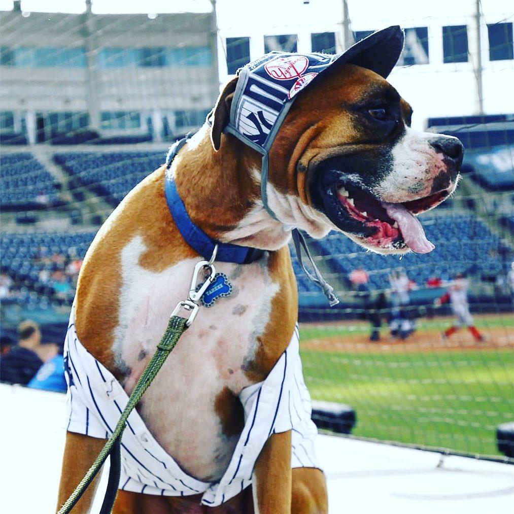 Florida Marlins MLB Dog Jersey