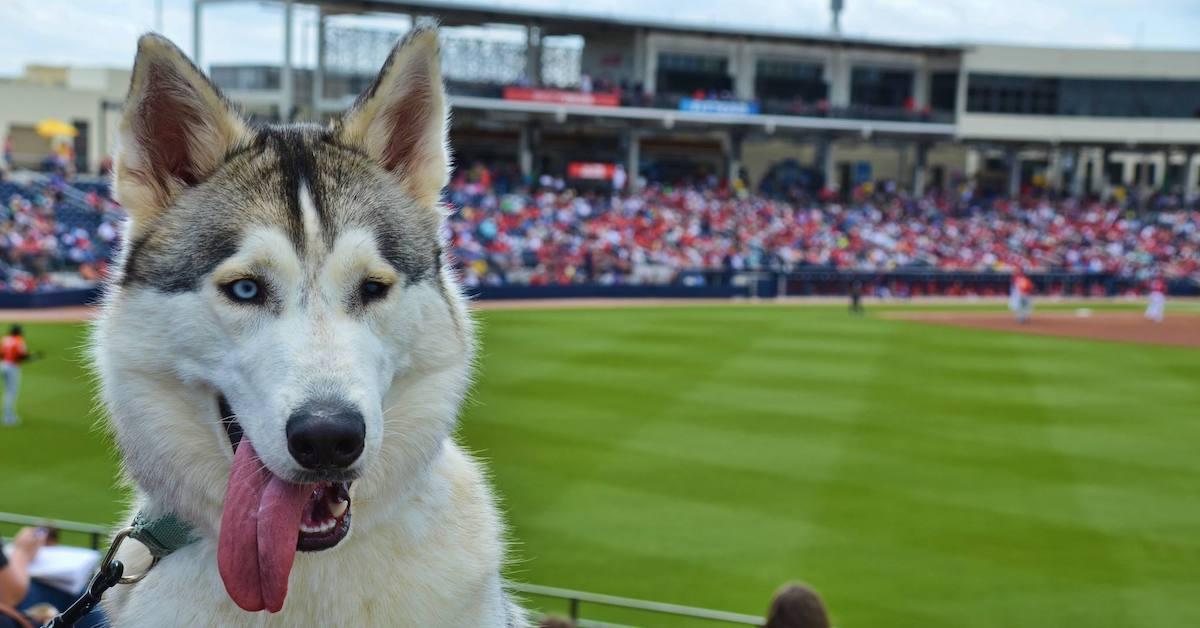 Dog-Friendly Baseball Parks - BringFido