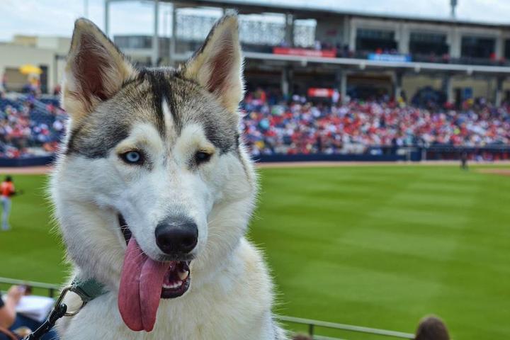 A Spring Training Road Trip With Fido