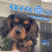 The Greek Spot restaurant view 3