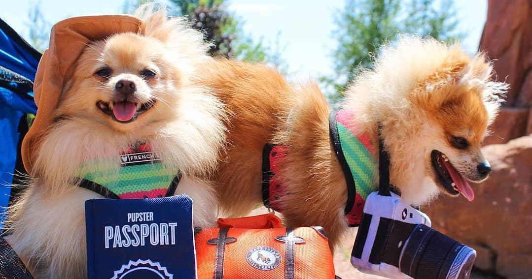 Fido’s Favorite Dog Travel Accessories