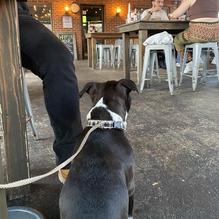 Grain Craft Bar + Kitchen restaurant view 8