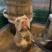 Grain Craft Bar + Kitchen restaurant view 7