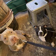 Grain Craft Bar + Kitchen restaurant view 6