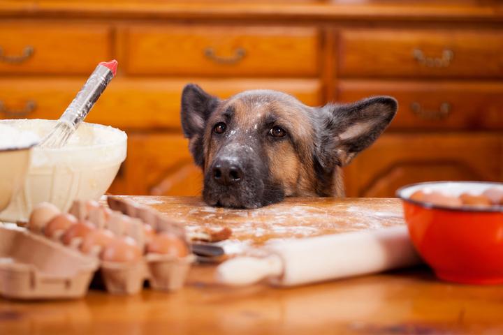 Dog looking at baking tools and ingredients