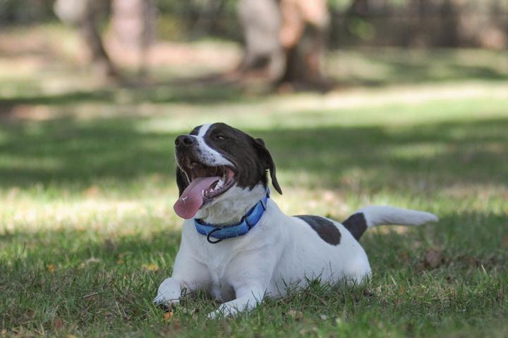 A cute dog plays in a new dog park in Sarasota County.