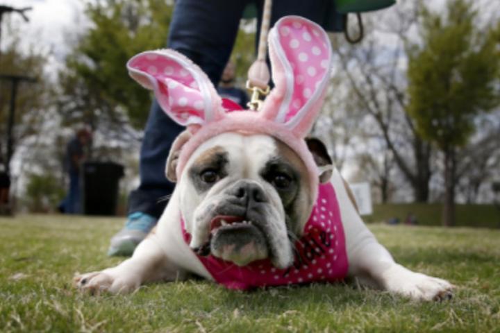 April’s most dog-friendly events include an Earth Day Celebration and Easter Egg Hunts.
