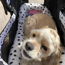 Blue Agave Mexican Grill restaurant view 2