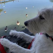 Stumpy's Lakeside Grill restaurant view 2