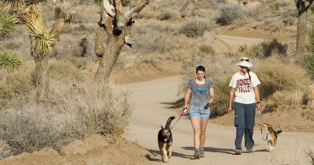 Two dogs with humans taking a walk in the desert