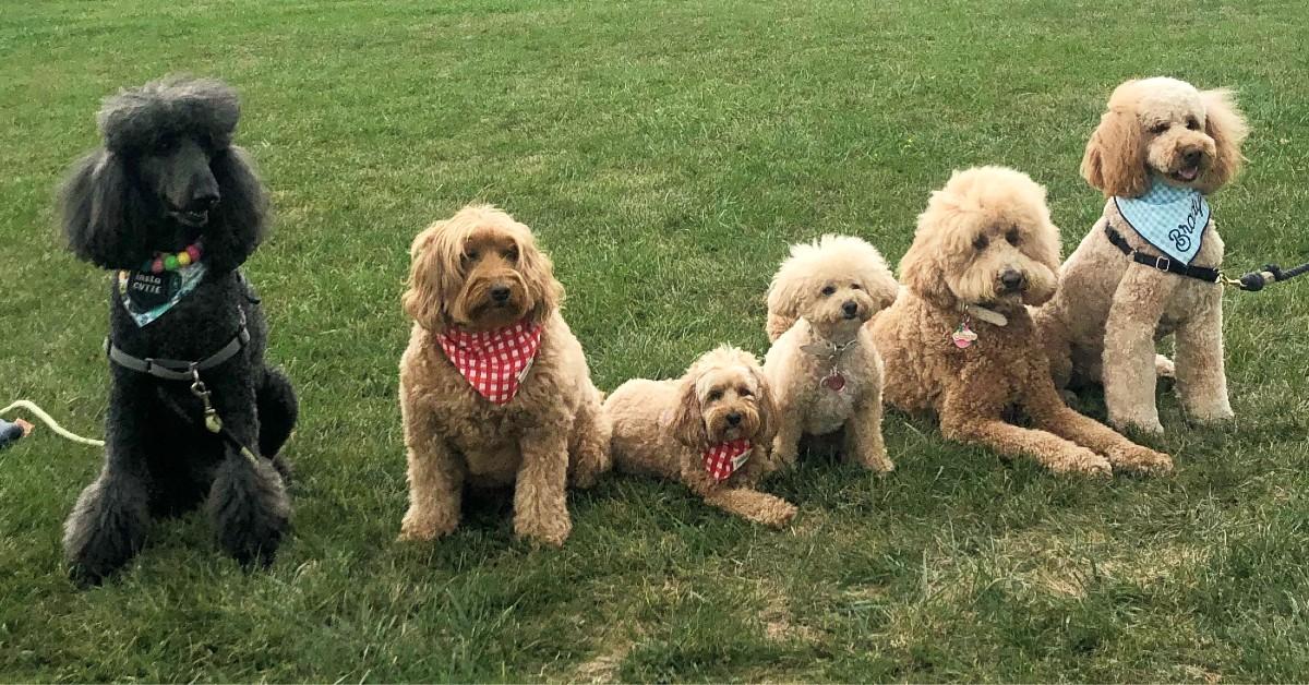 Toy poodle hypoallergenic outlet dog breeds