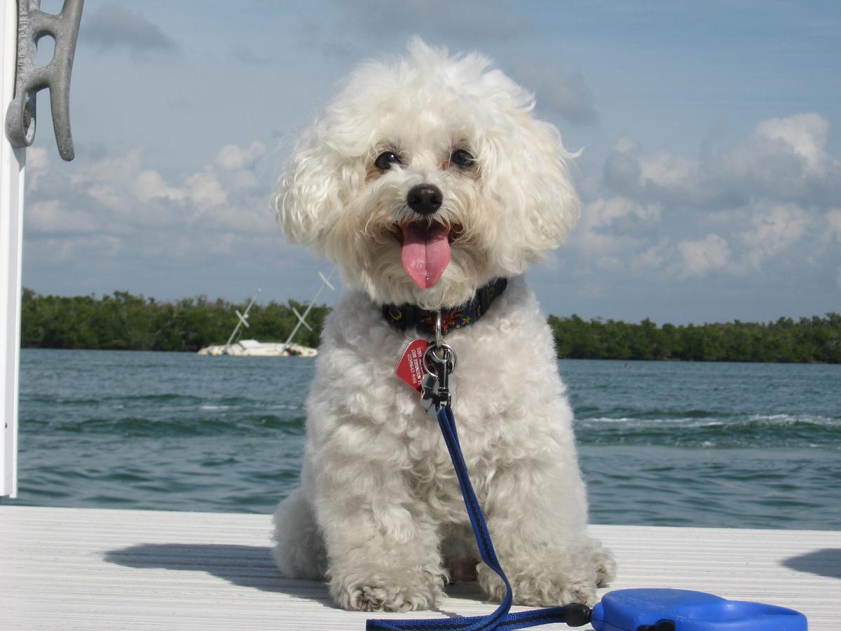 I Saw Three Shih Tzuhs Sailing Dogs Animals Christmas -  Portugal