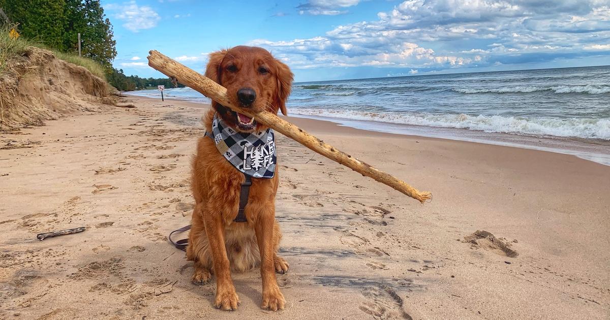 Fire Island Grill - Hikes Dogs Love