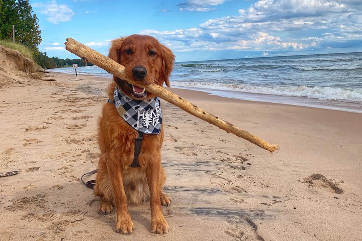 The Most Dog-Friendly State Park in Every State