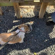 Home Sweet Farm Market restaurant view 1