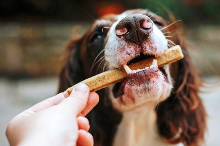 A dog enjoys a treat.