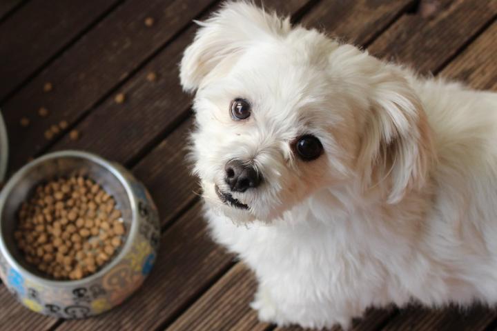 A dog about to eat his dog food looks up at his human.