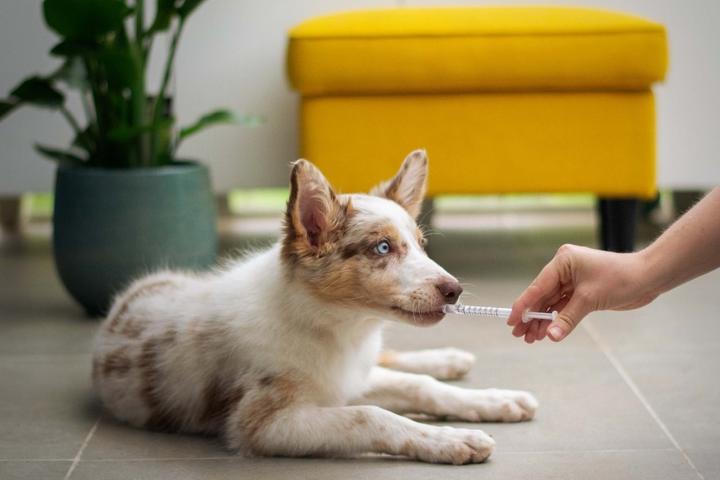 A dog takes a supplement via oral syringe.