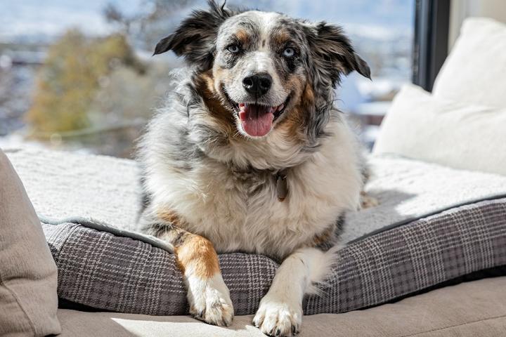 A cute Australian Shepherd at a pet-friendly Hotel Maverick.