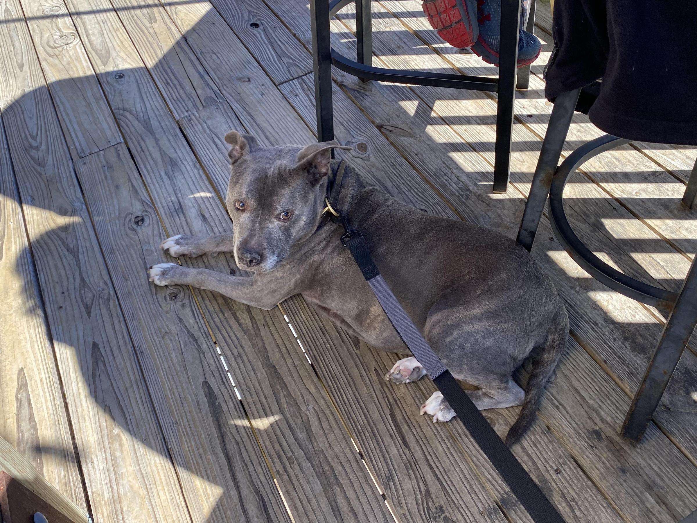 Chillin at Biloxi Shaggys ⋆ BringFido