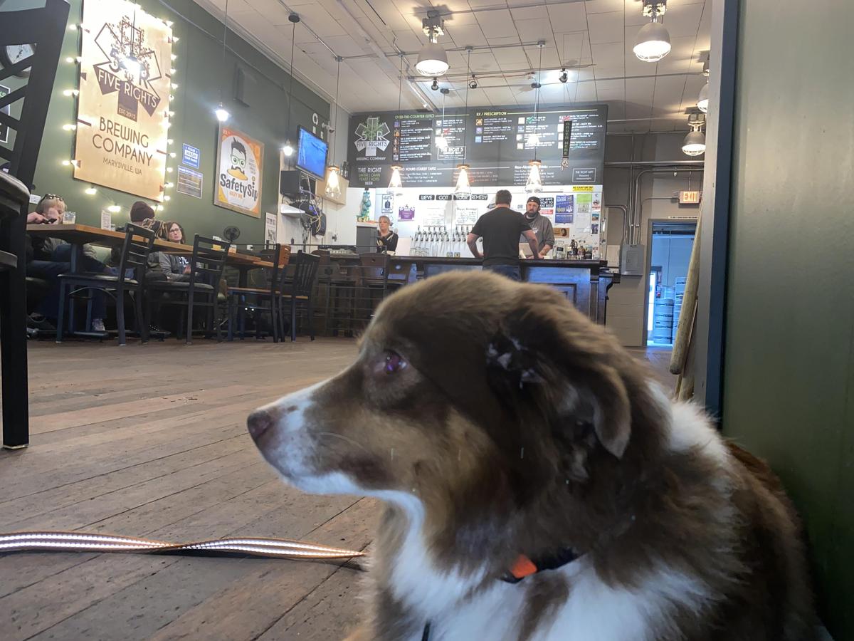 5 Rights Brewing Company restaurant view 1