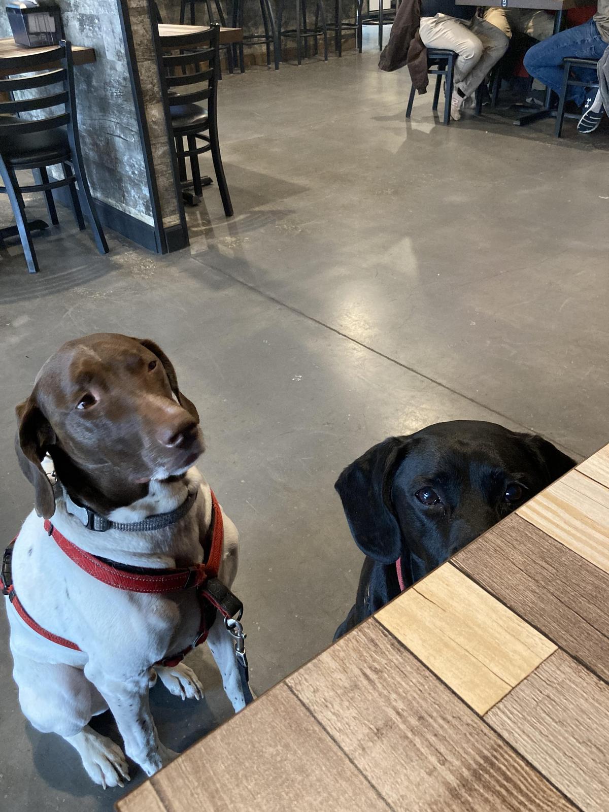 Sophisticated Hound Brewing Company restaurant view 3