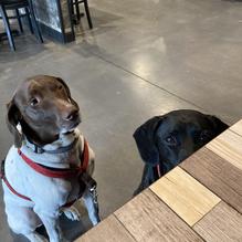 Sophisticated Hound Brewing Company restaurant view 3