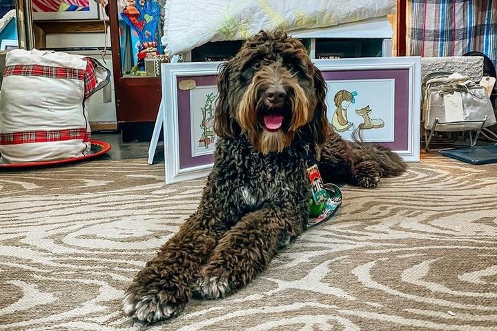 A cute dog at a pet-friendly antiques store in Charlotte.