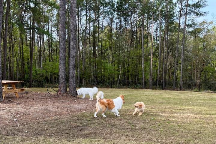 Three dogs play at a new dog park.