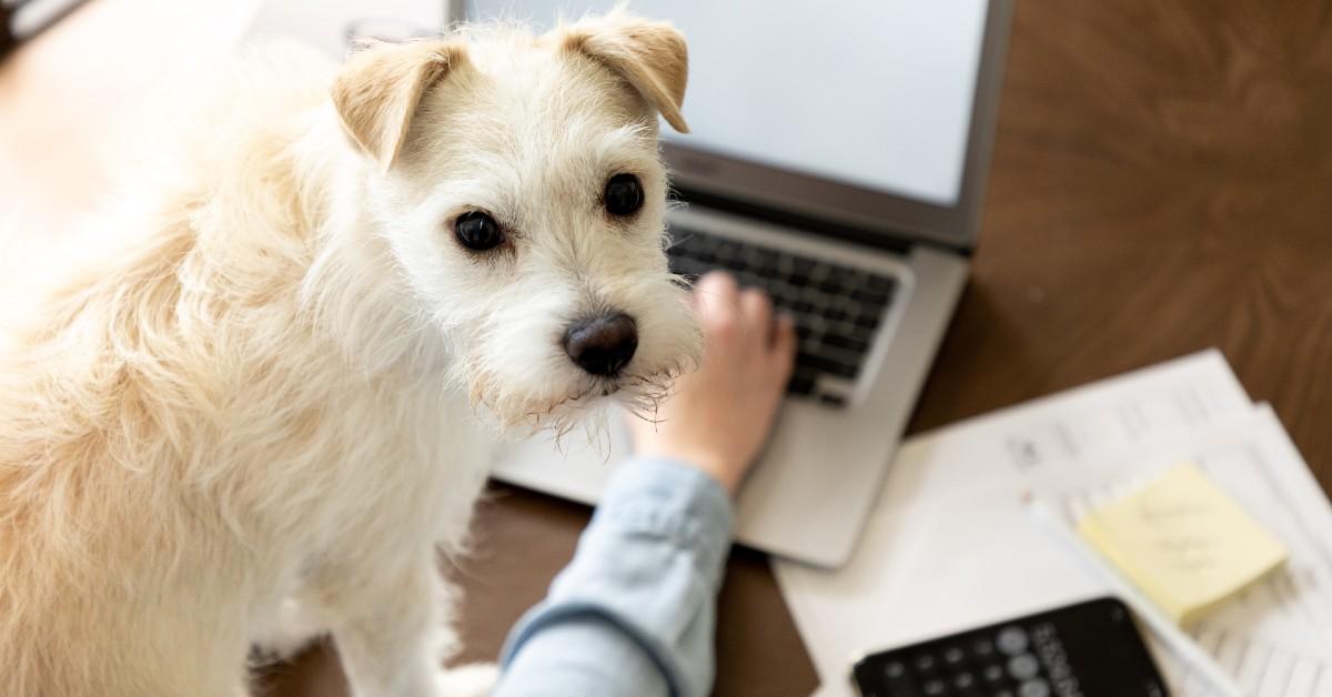Doggie Dependents: Can I Claim Fido on My Taxes?