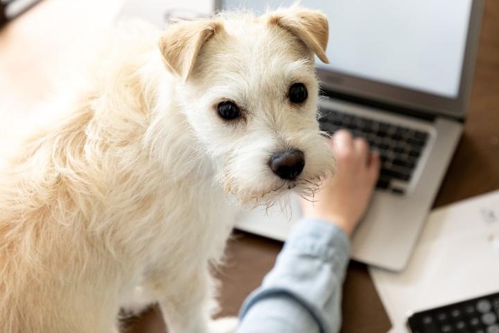 Doggie Dependents: Can I Claim Fido on My Taxes?