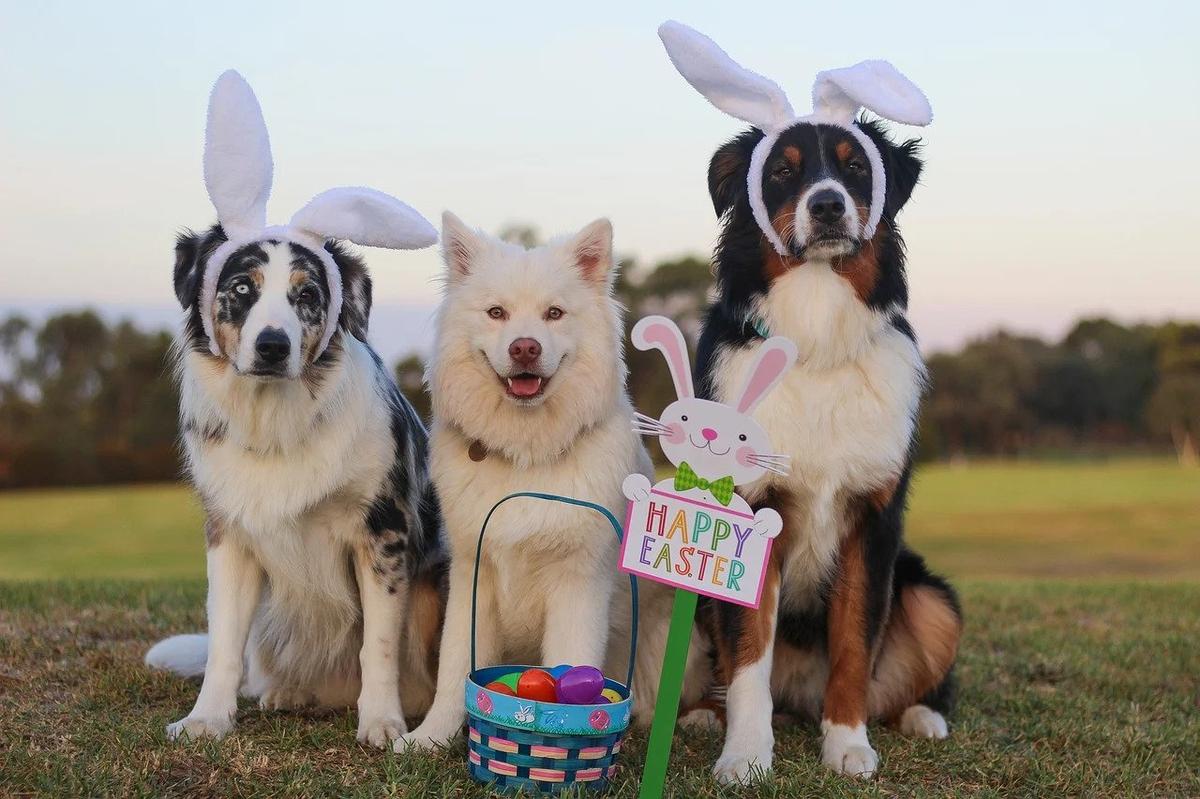 Peeps Dog Party and Easter Basket Ideas for Pets