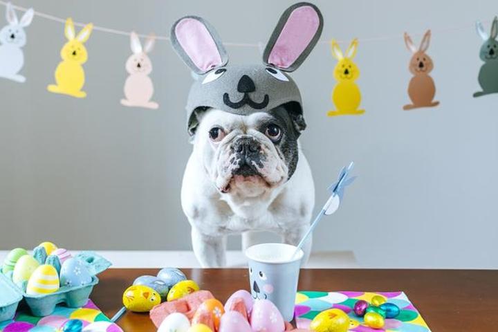 How to host a dog-friendly Easter event?