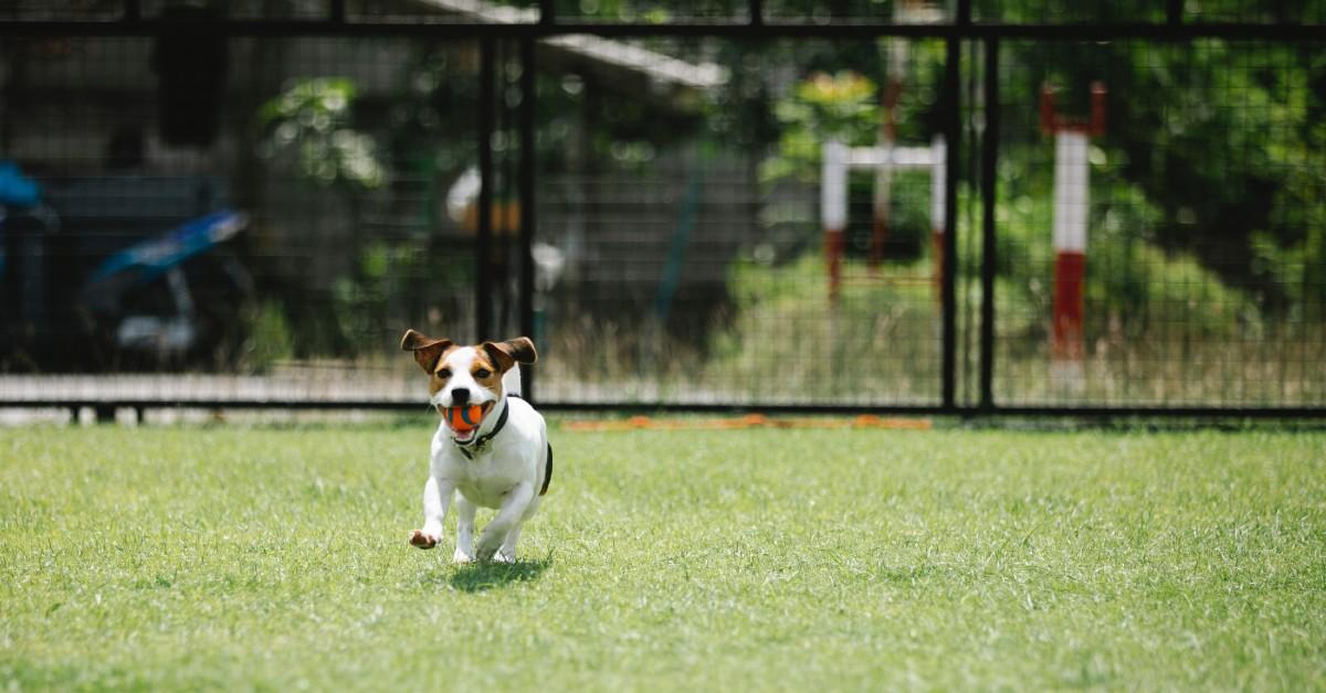 Dog-Friendly Airbnbs With Fenced Backyards - BringFido