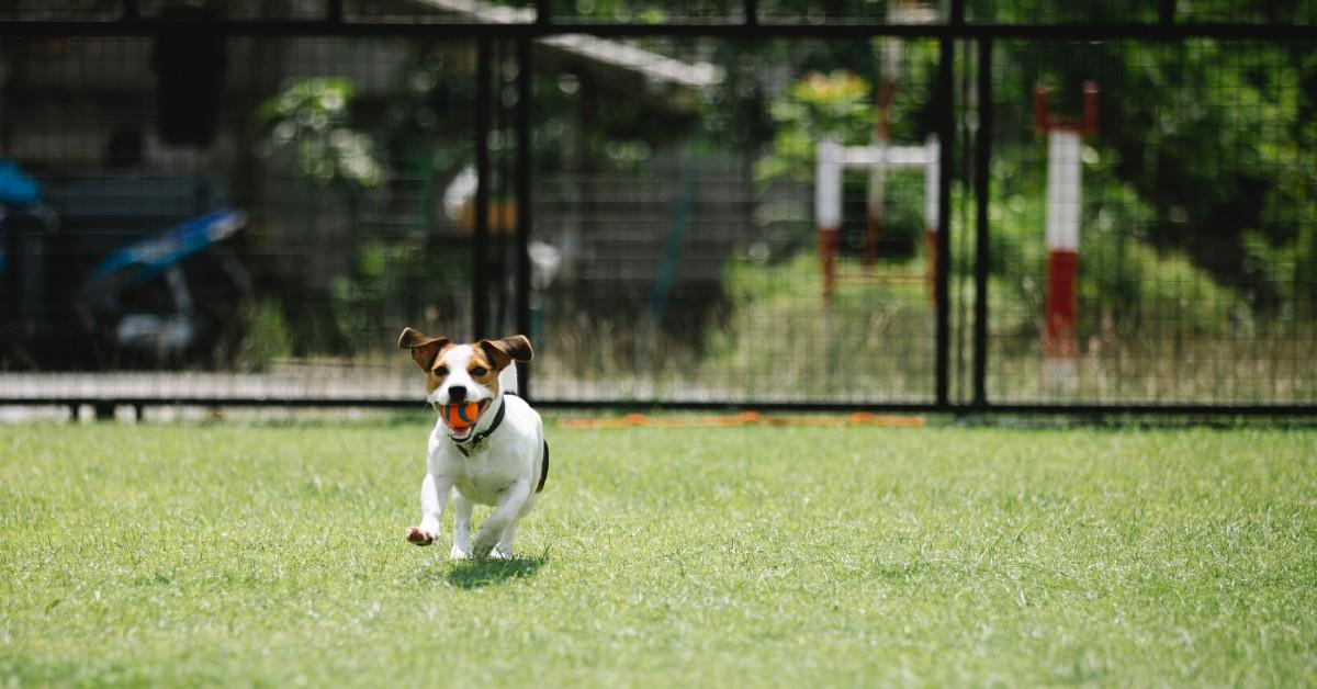 Dog-Friendly Airbnbs With Fenced Backyards