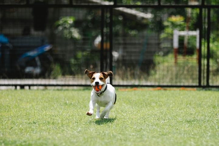 A dog runs in a fenced backyard.