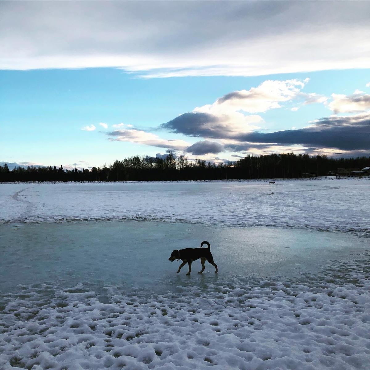 Premium Photo  Big dog runs in the snow in winter, great dane explores the  snow field