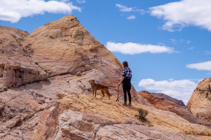 The Most Dog-Friendly Attraction to Visit in Every State