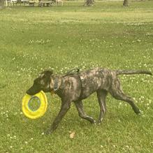 Spirits Food & Friends restaurant view 5