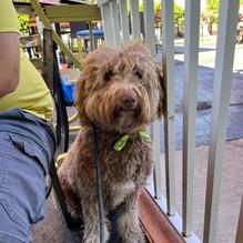 Pom Pom’s Teahouse & Sandwicheria restaurant view 1