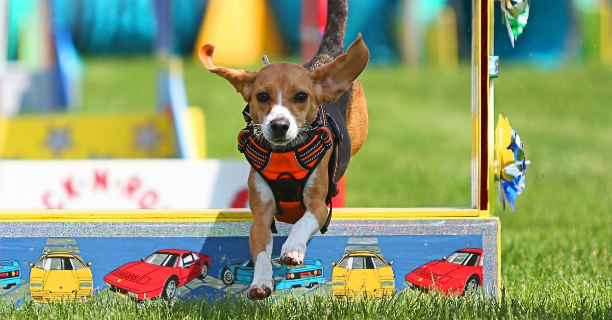 Woofstock and Other May Events BringFido