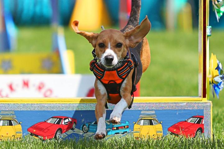 Dog jumping an obstacle at Frankenmuth Dog Bowl in MI.