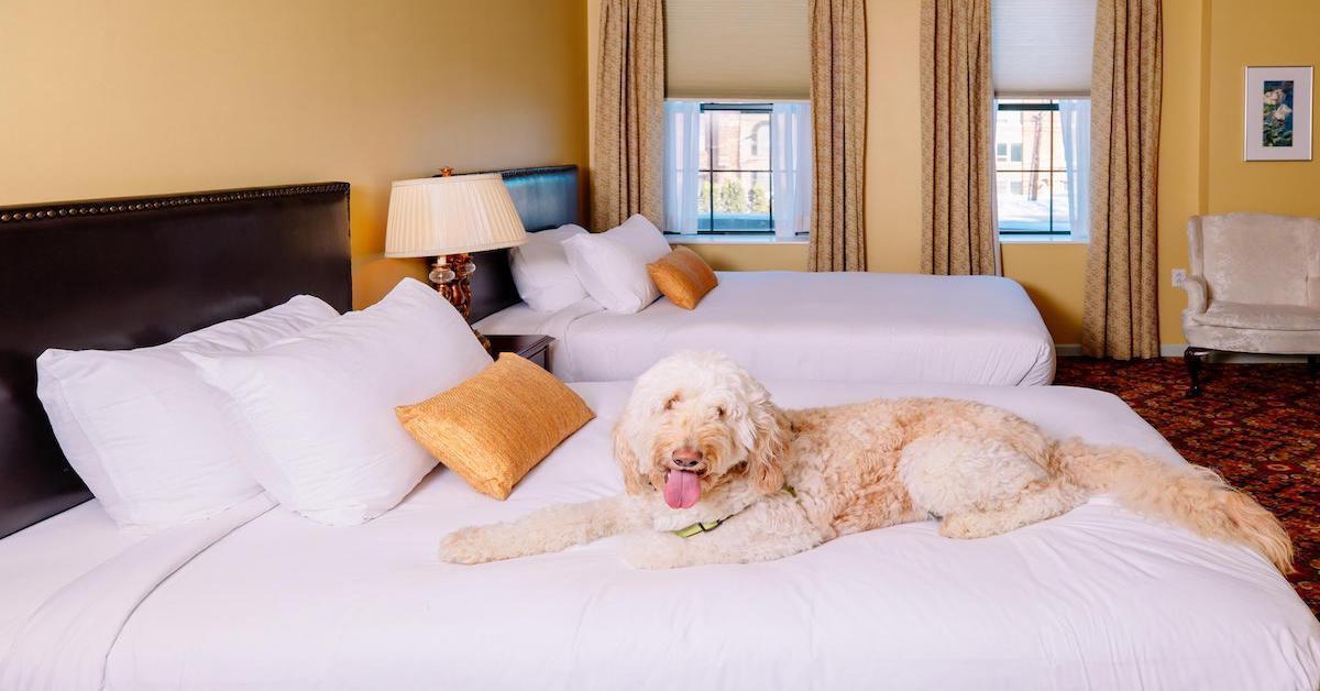 Enjoying a New Pet-Friendly Hotel