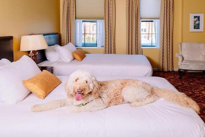 A dog rests on a bed at a pet-friendly hotel in Marquette, MI..