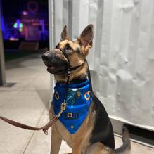 Fort Brewery and Pizza restaurant view 3