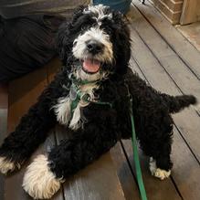 Twisted Root Burger Co. restaurant view 1